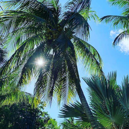 How to Know When a Tree Should Be Removed Instead of Trimmed in Miami