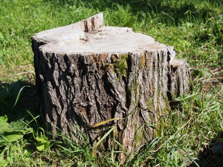Stump Grinding vs. Stump Removal: Which Is Better for Miami Yards?