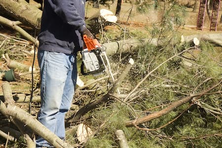 Tree trim