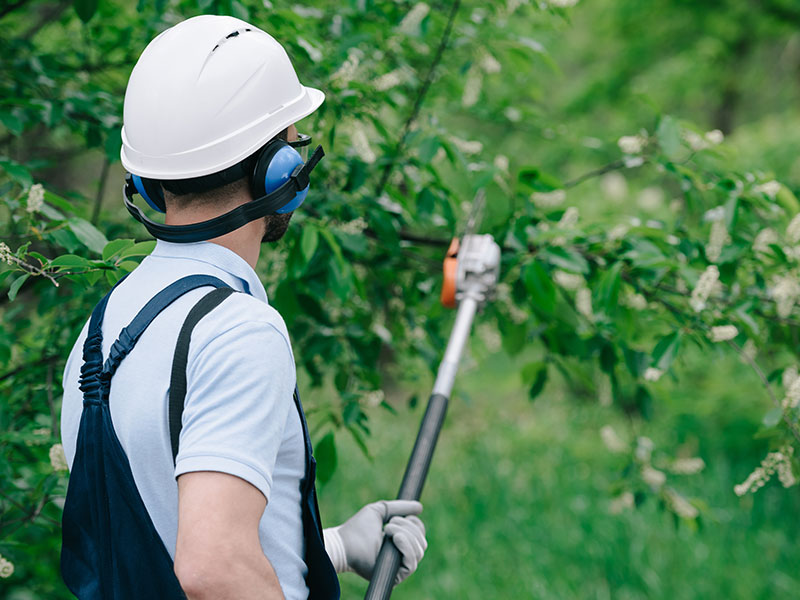 Tree Trimming